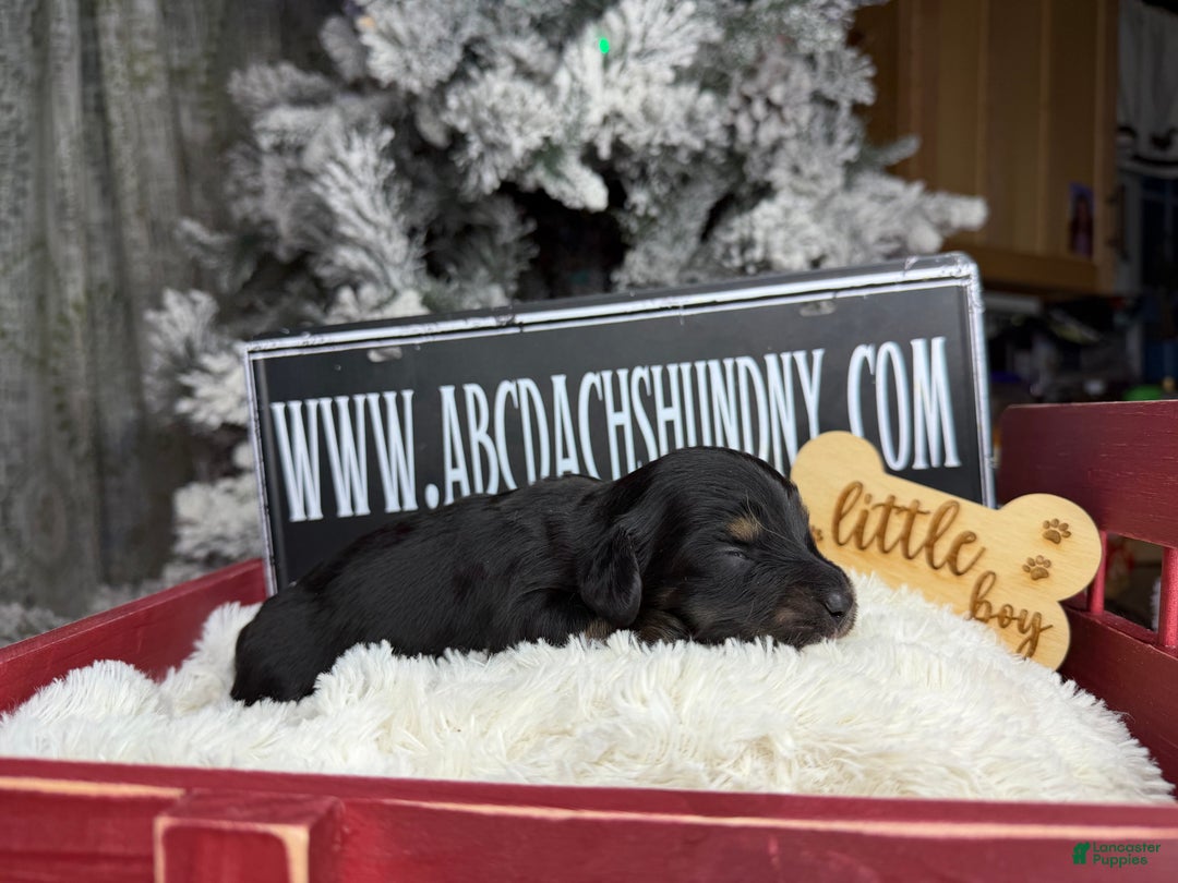 Miniature Dachshund dogs for sale: Black and tan/cr - Ad 1