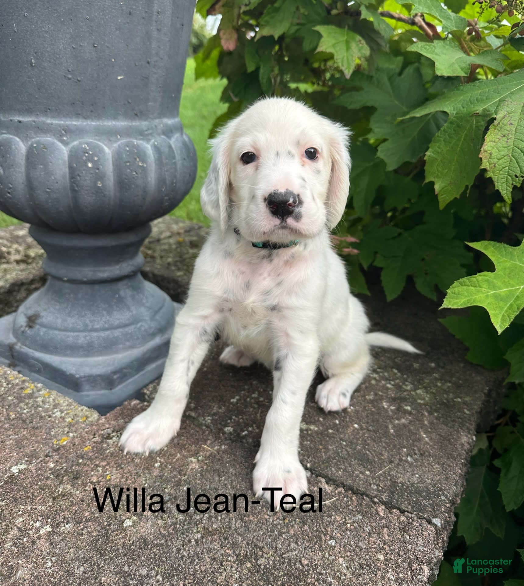 Irish Puppies Irish Setter Golden Mix Retriever Dogs Like Irish