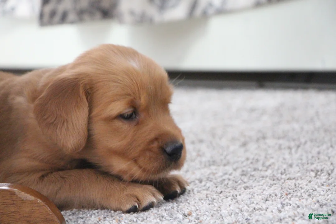 Golden Retriever dogs for sale: North - Ad 8