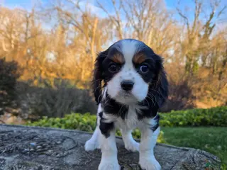 Cavalier King Charles Spaniel dogs Vance - Ad 7