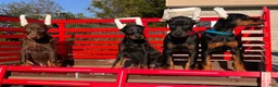 Doberman Pinscher dogs for sale: Luna❤️Akc Champion Bloodlines  - Ad 4