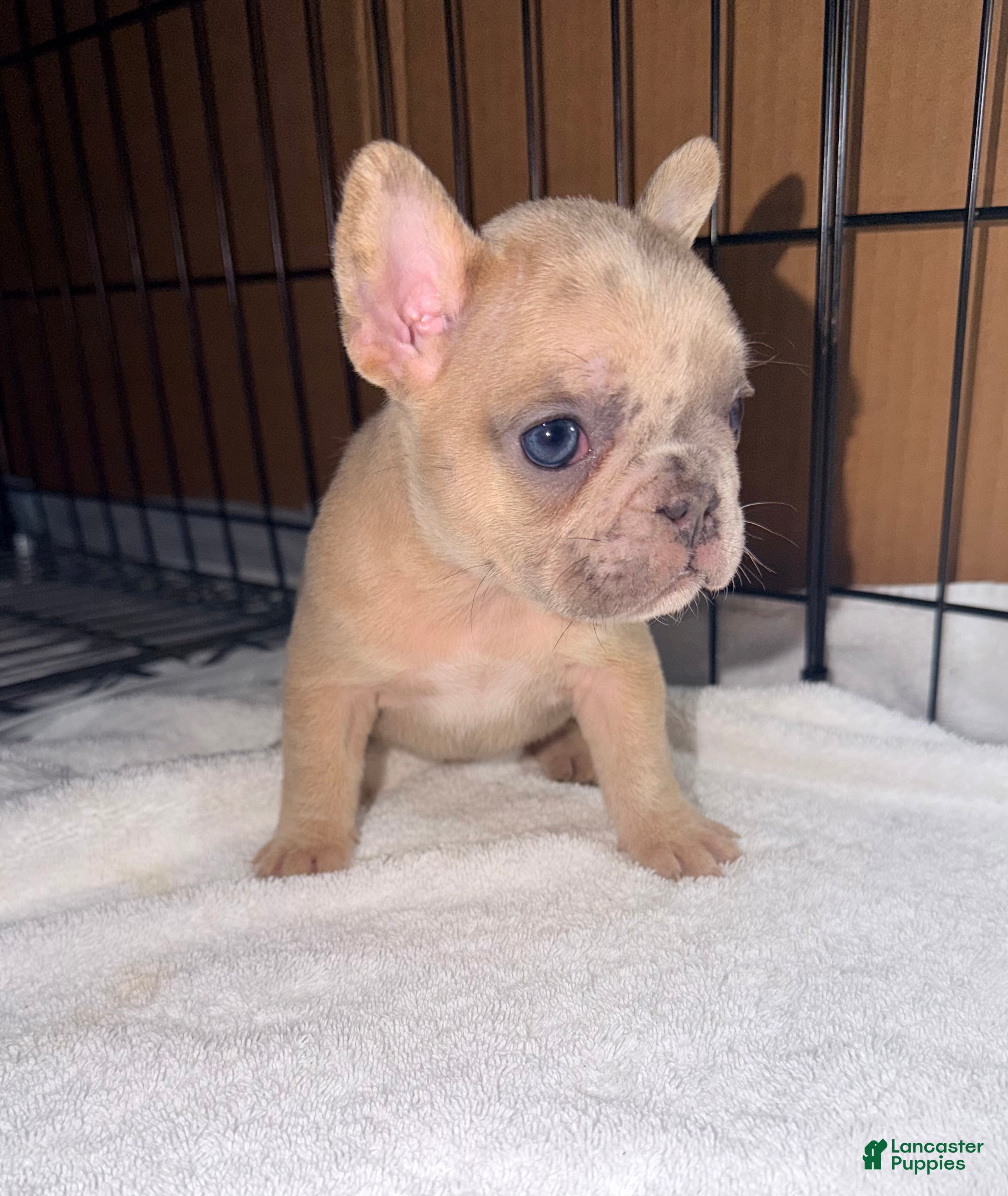 French Bulldog dogs for sale: Mini - Ad 3