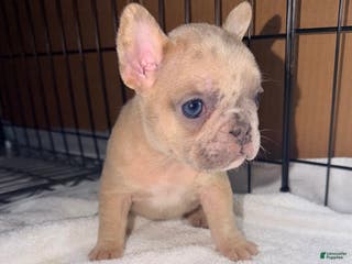 French Bulldog dogs Mini - Ad 42