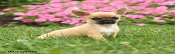 Chihuahua dogs for sale: Sir Peppito - Ad 1