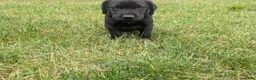 Labrador Retriever dogs for sale: Black Male (Purple) - Ad 3