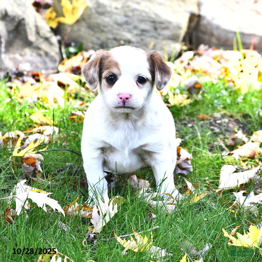 Mixed Breed dogs Hazel - Ad 28