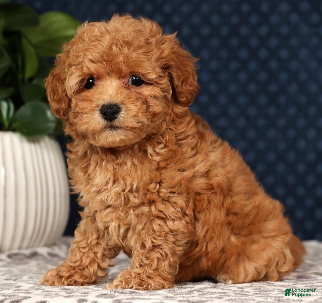 Bichpoo dogs for sale: Rhett - Ad 7