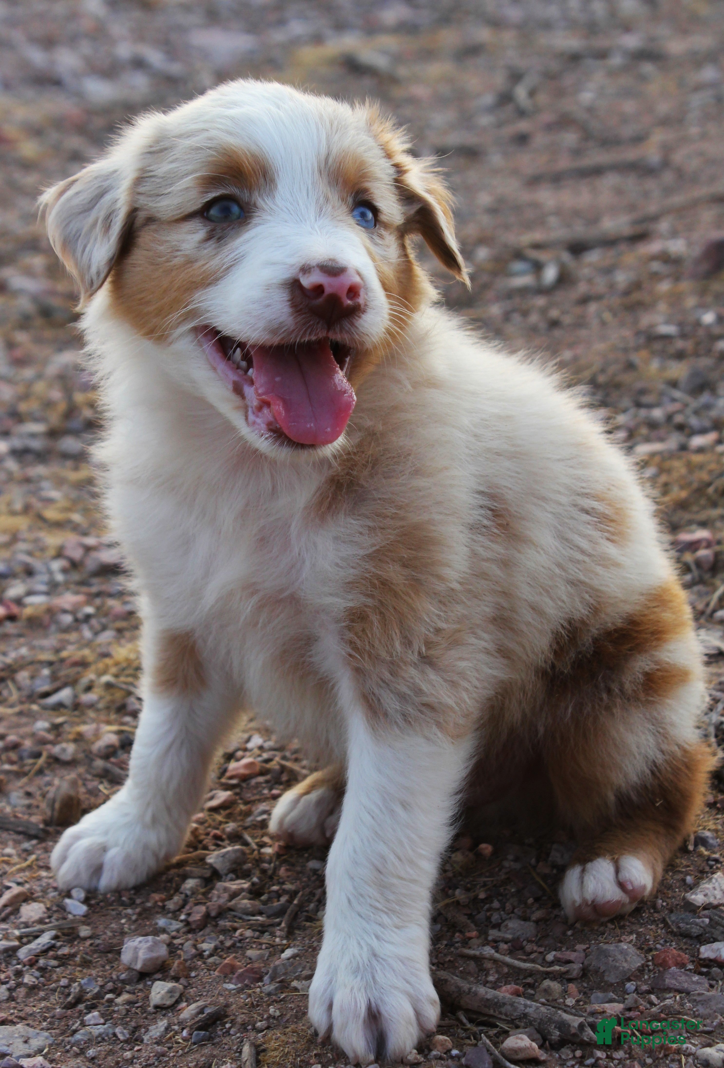 Australian Shepherd dogs Red merle male with one blue eye - Ad 2