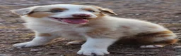 Australian Shepherd dogs for sale: Red merle male with one blue eye - Ad 2