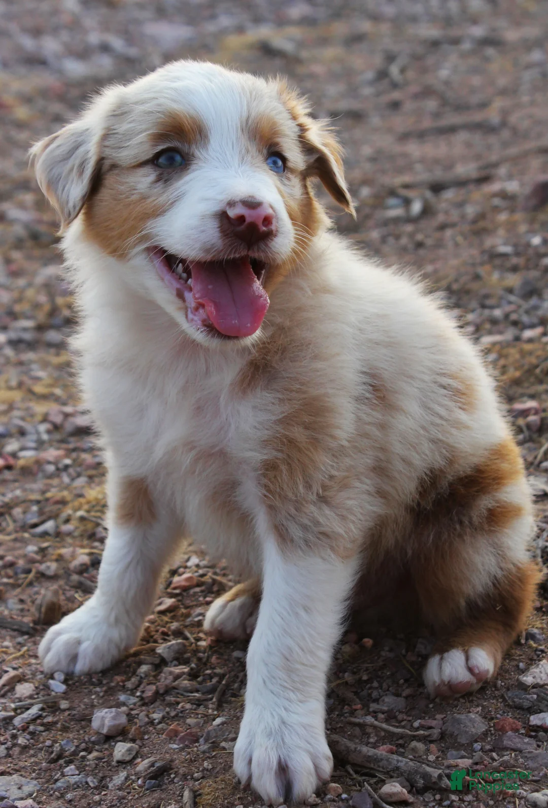 Australian Shepherd dogs for sale: Red merle male with one blue eye - Ad 2