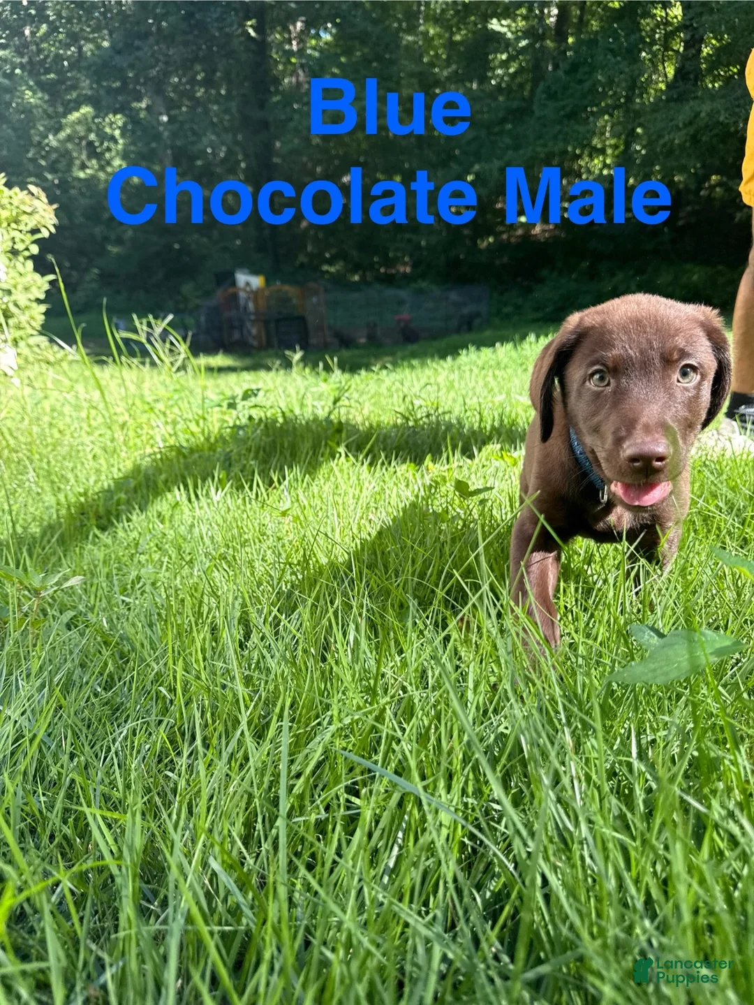 Labrador Retriever dogs for sale: Blue  - Ad 2