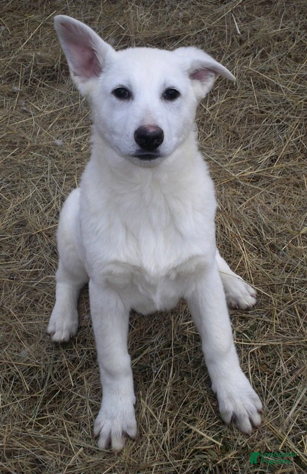 German Shepherd dogs for sale: Blizzard - Ad 5