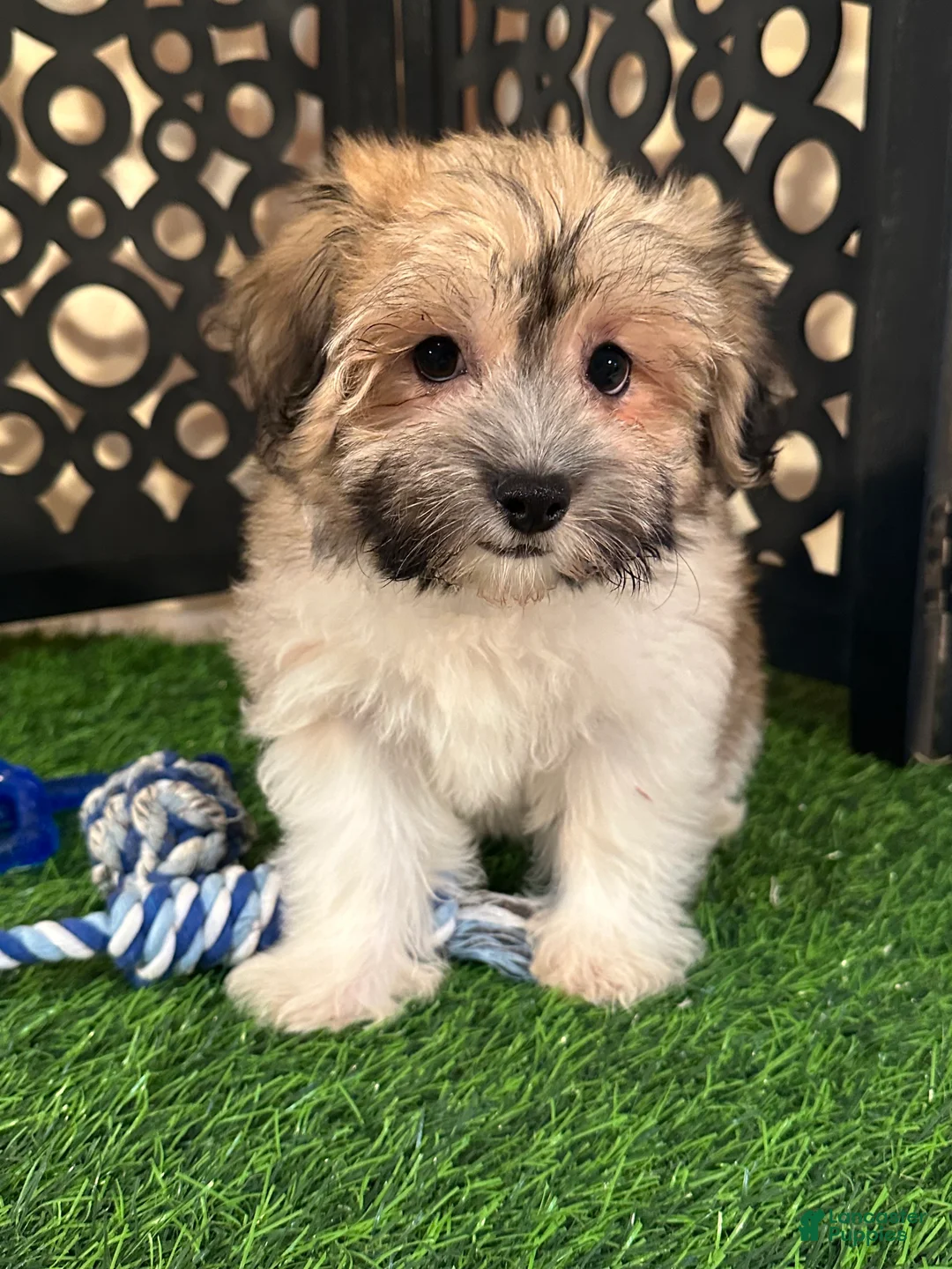 Havanese dogs for sale: Buddy Happy Male Havanese Puppy - Ad 1