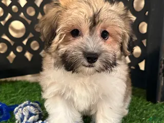 Havanese dogs Buddy Happy Male Havanese Puppy - Ad 1