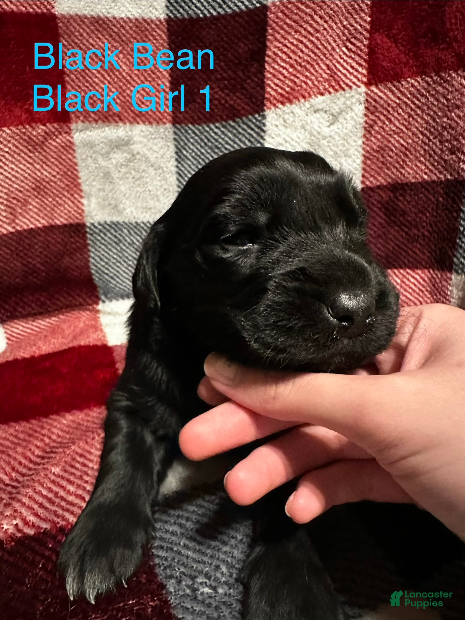 Mixed Breed dogs Black Bean  - Ad 3