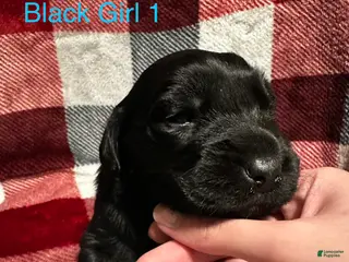Mixed Breed dogs Black Bean - Ad 4