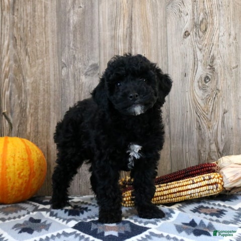 Miniature Poodle dogs for sale: Cassie - Ad 2