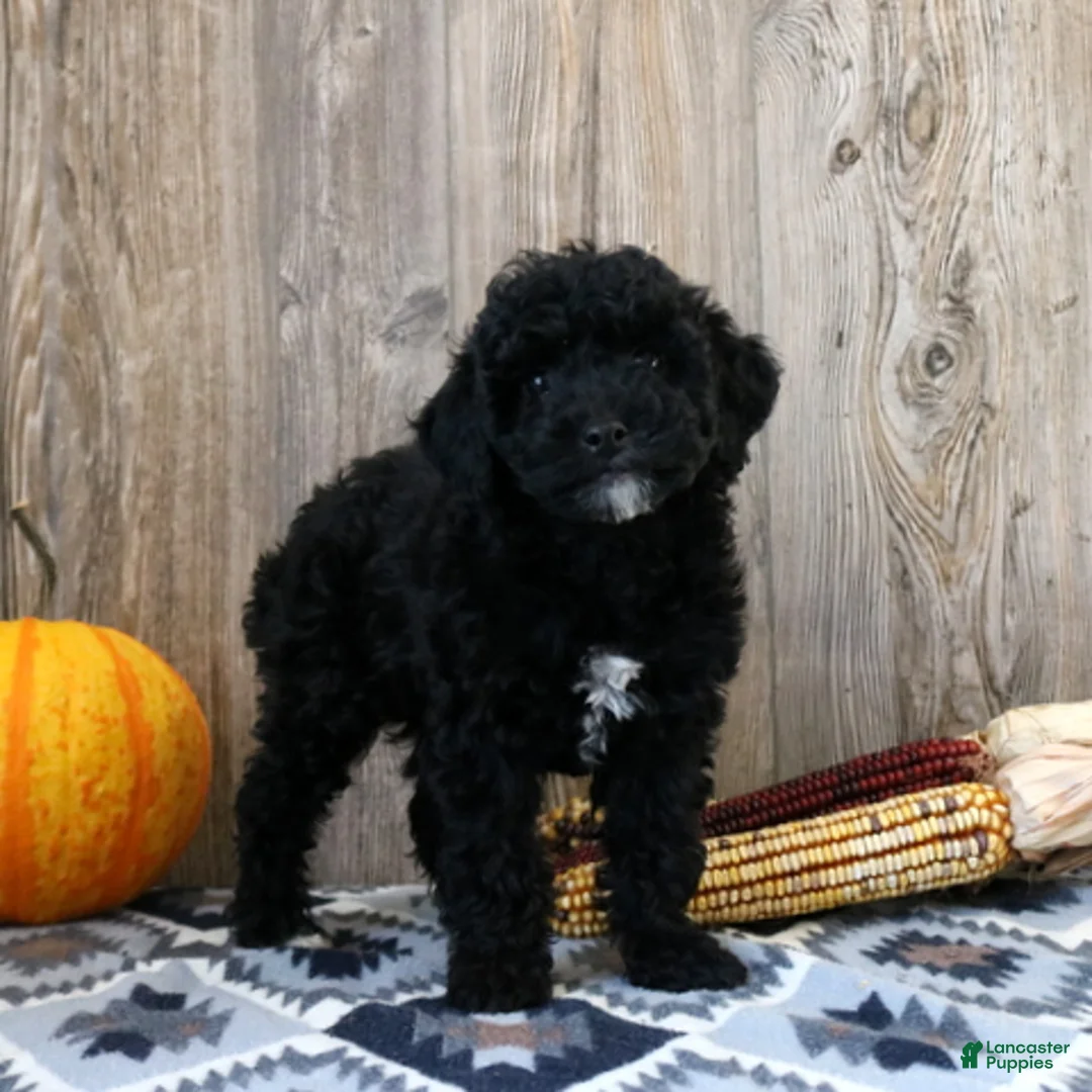Miniature Poodle dogs for sale: Cassie - Ad 2
