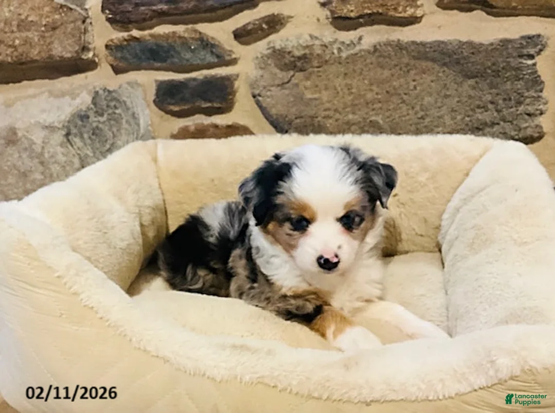 Miniature Australian Shepherd dogs for sale: Alfie - Ad 2