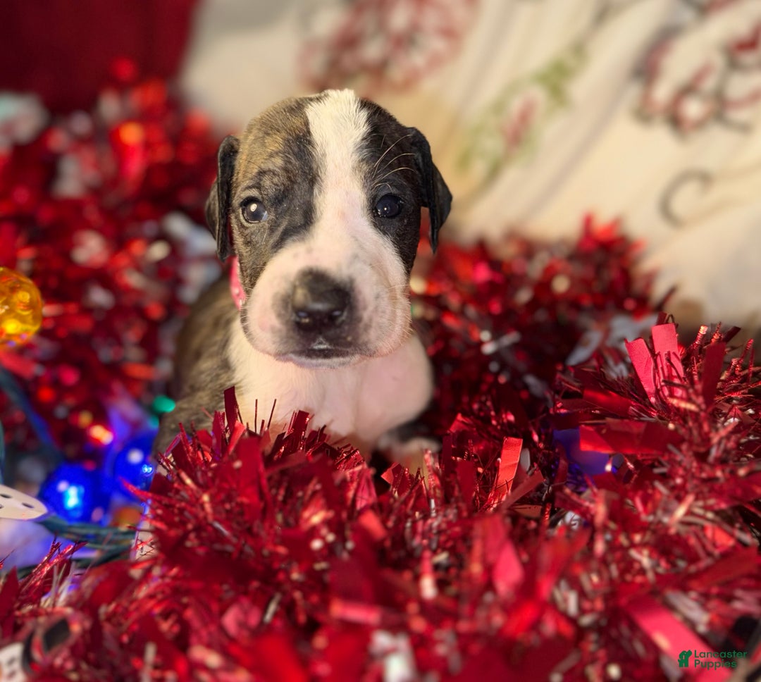 Great Dane dogs for sale: Hannah  - Ad 6