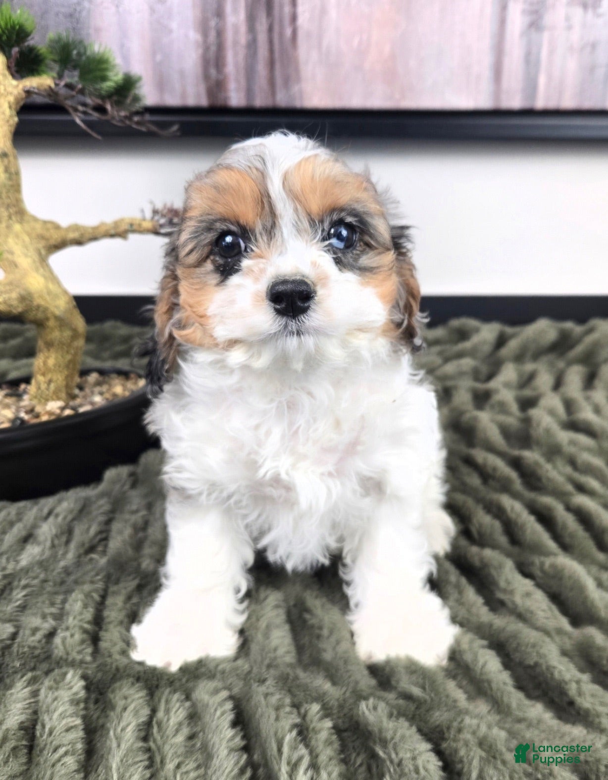 Cavapoo dogs Cora - Ad 39