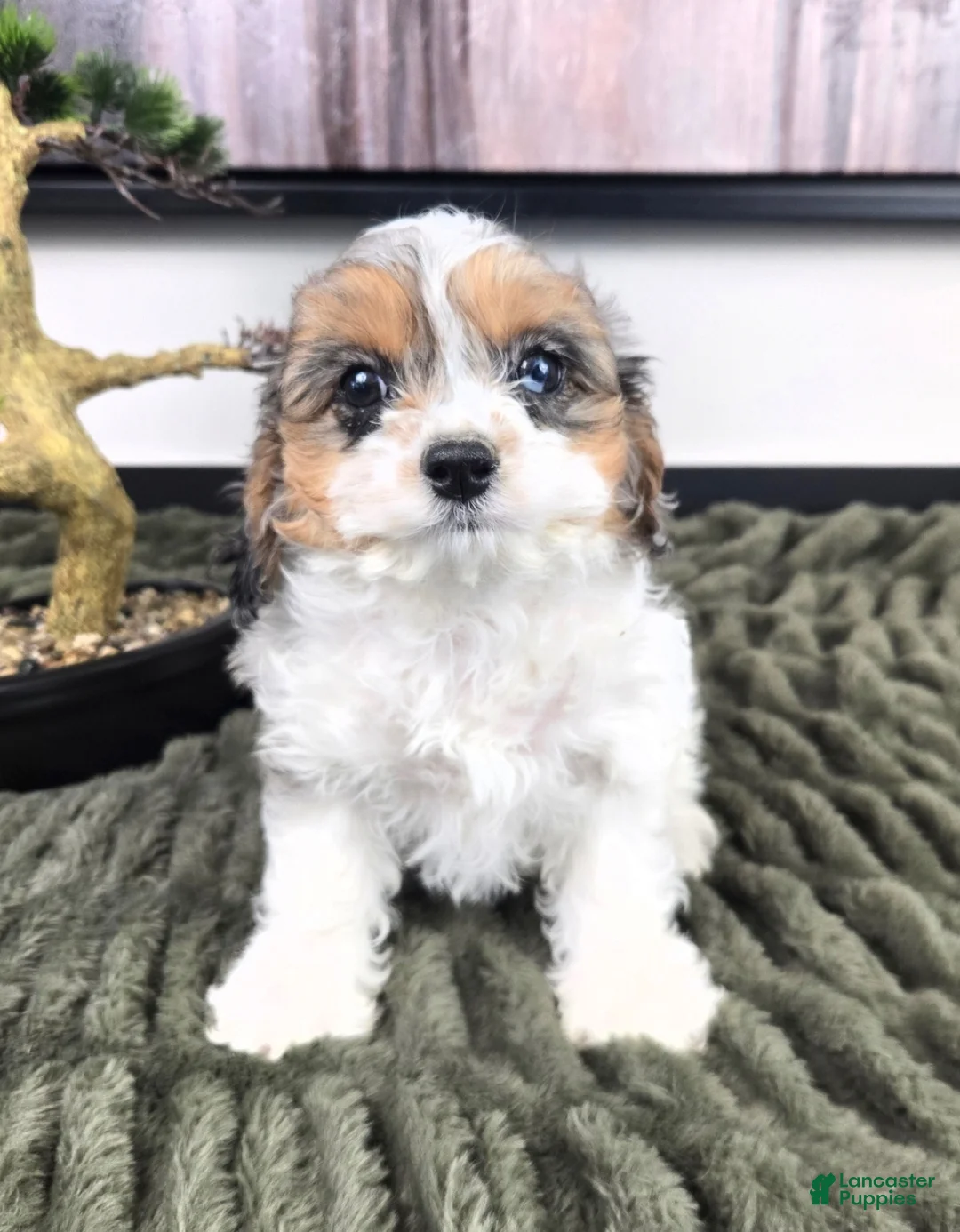 Cavapoo dogs for sale: Cora - Ad 1