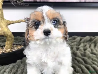Cavapoo dogs Cora - Ad 39