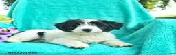 Bordoodle dogs for sale: Daisy  - Ad 4