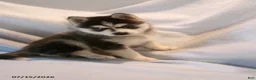 Pomsky dogs for sale: Americano - Ad 3