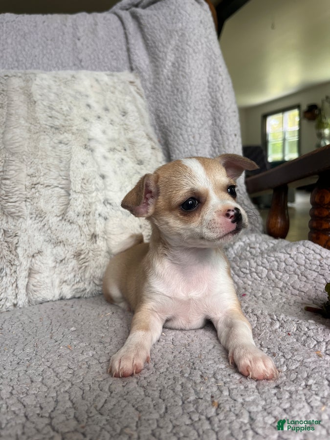 Chihuahua dogs Willow Rose - Ad 2