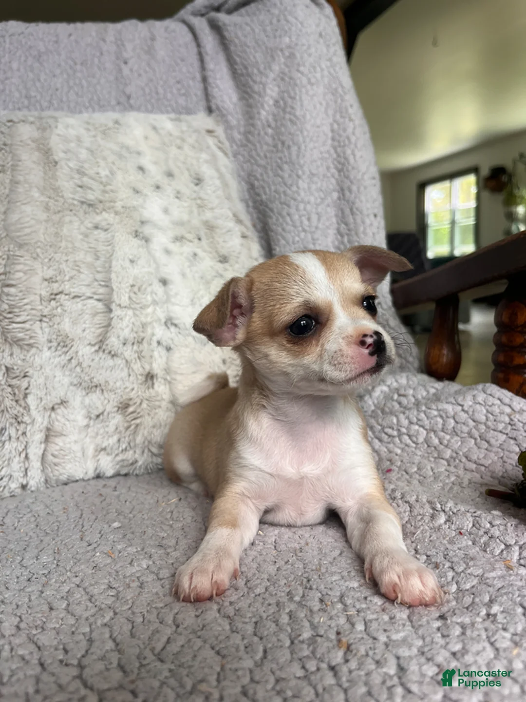 Chihuahua dogs for sale: Willow Rose - Ad 2