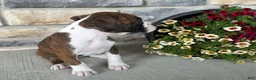 Boxer dogs for sale: Daphne - Ad 7