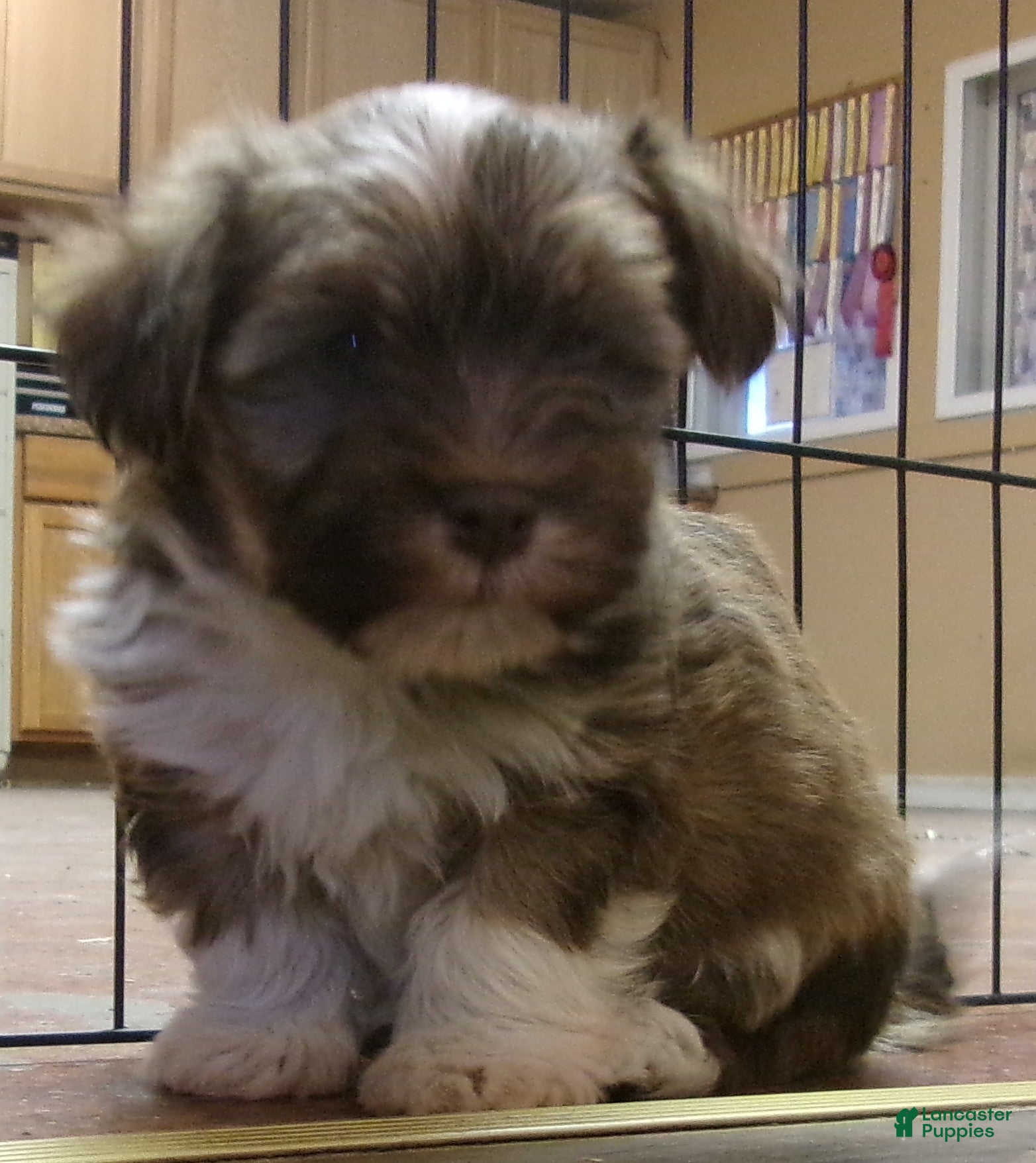 Havanese dogs Boots - Ad 1