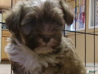 Havanese dogs Boots - Ad 42