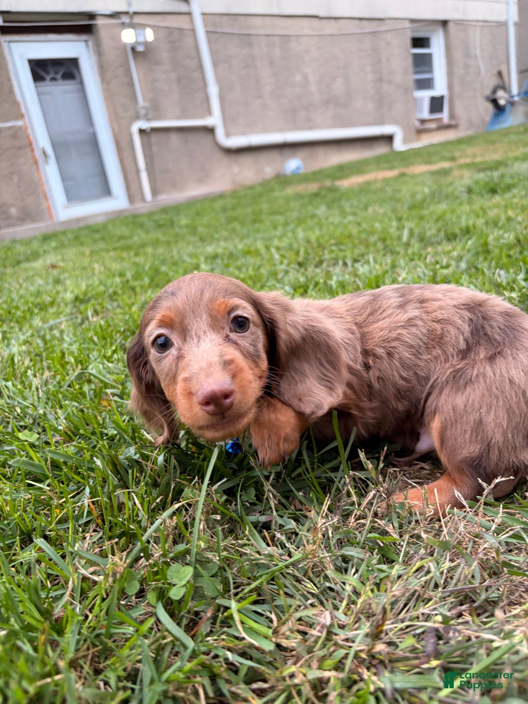 Miniature Dachshund dogs for sale: ButterBall - Ad 5