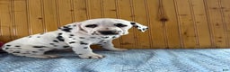 Dalmatian dogs for sale: Trinity - Ad 12