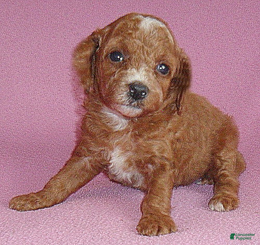 Cockapoo dogs for sale: Sophie - Ad 3