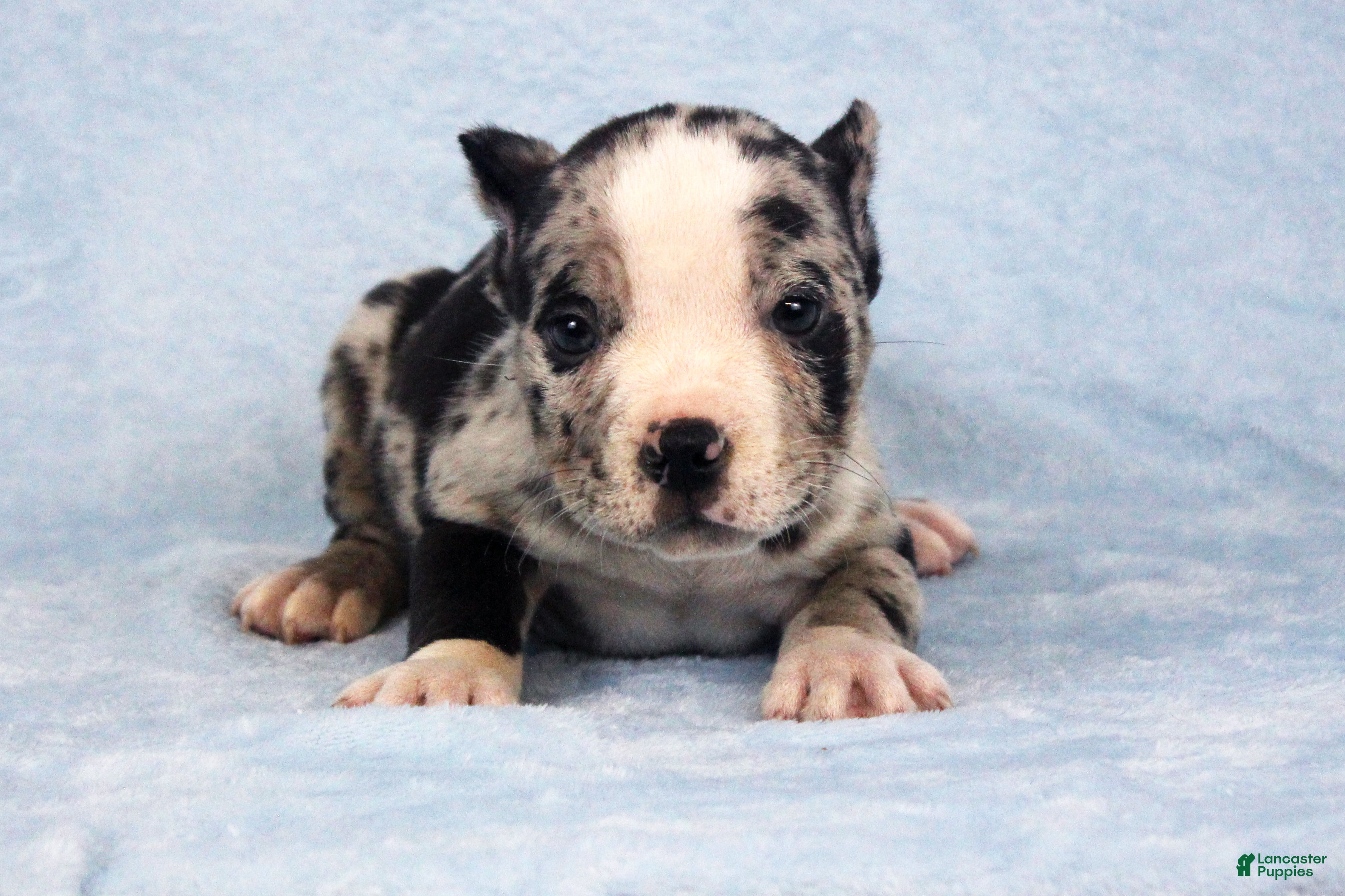 American Bully dogs Black Merle Female - Ad 2