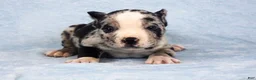 American Bully dogs for sale: Black Tri Merle Split Face Female - Ad 8