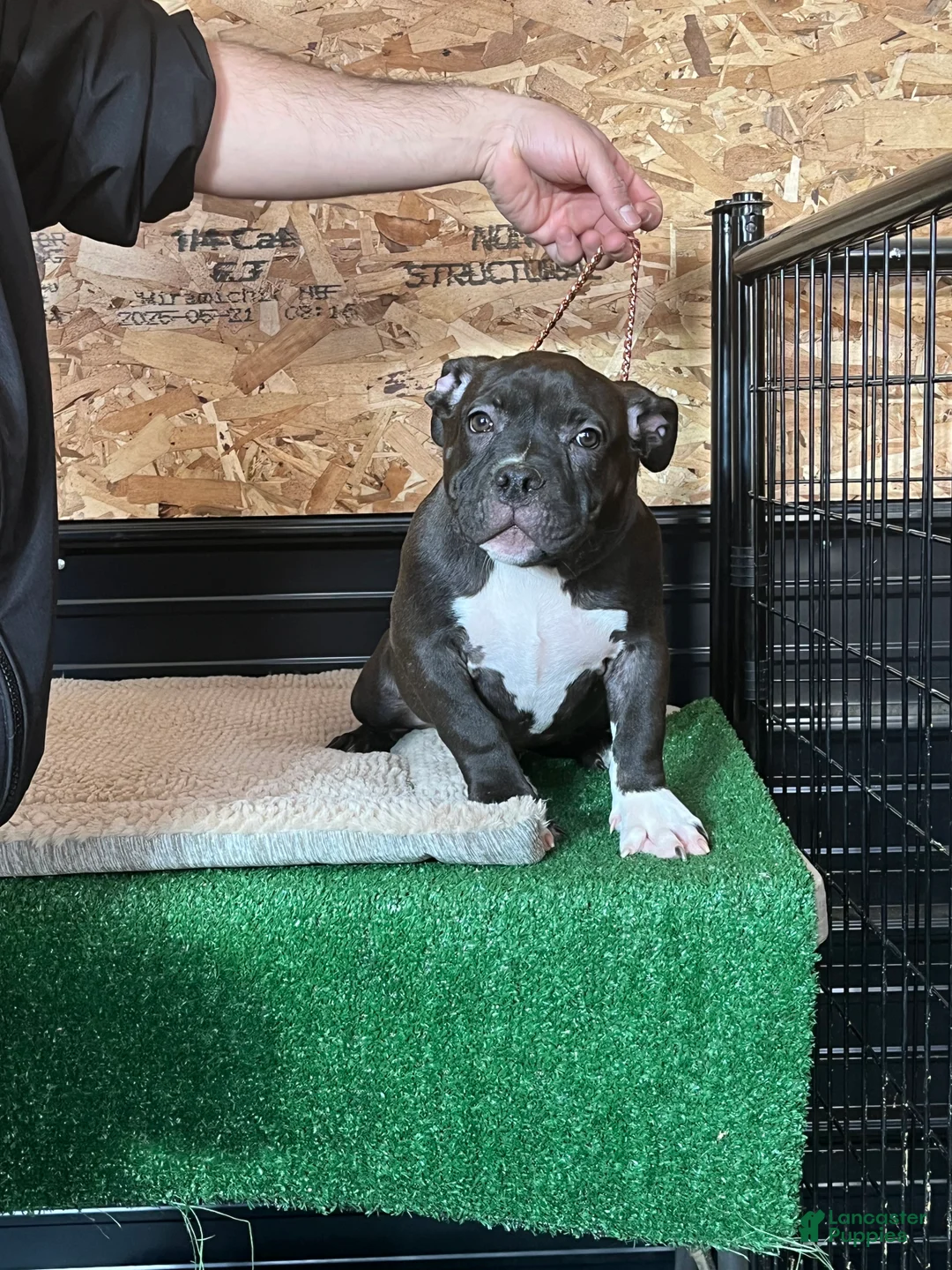 American Bully dogs for sale: Korra - Ad 6