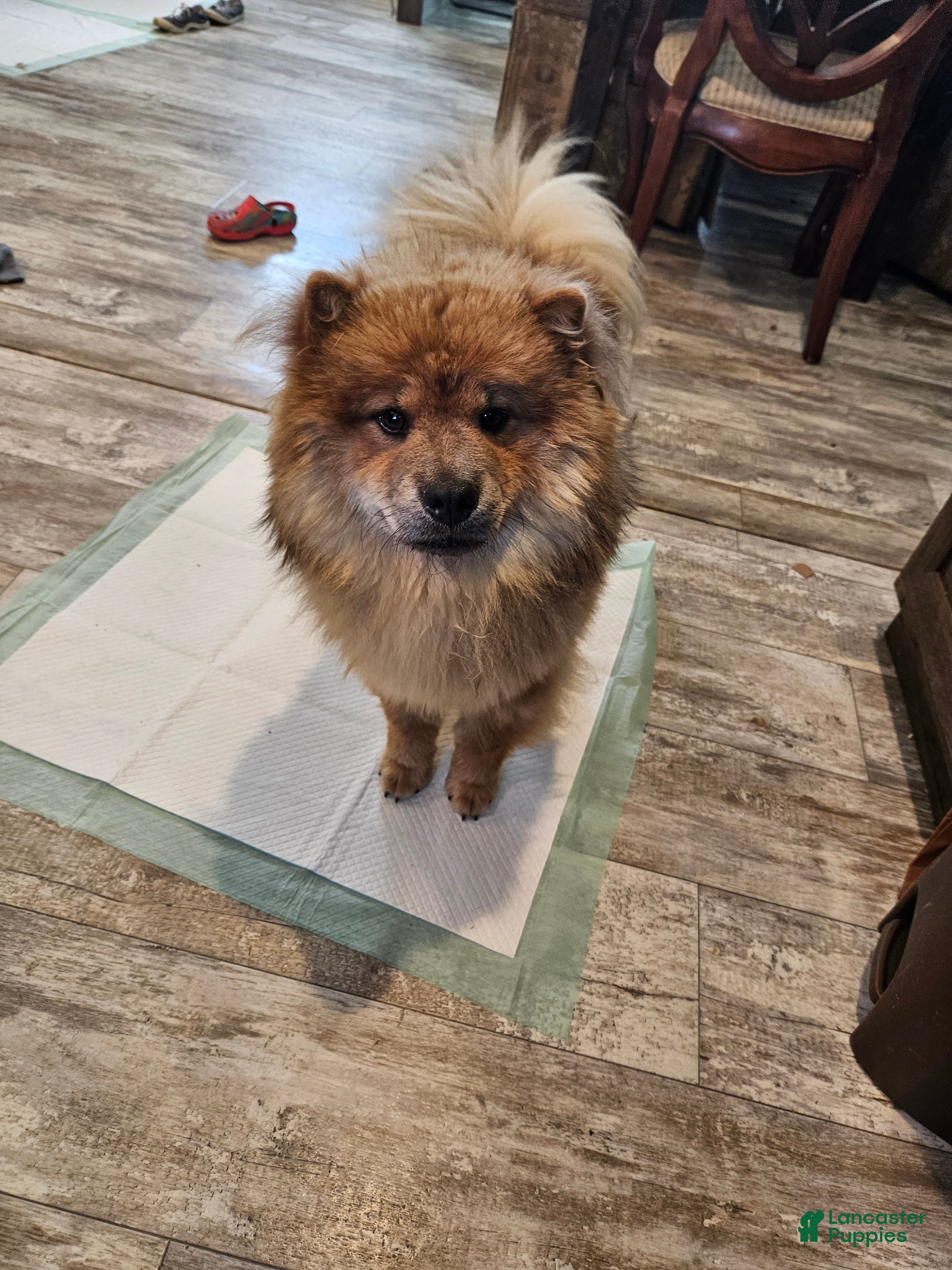 Chow Chow dogs CINNAMON CHOW CHOW M1 - Ad 2