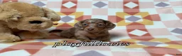 Miniature Dachshund dogs for sale: AKC Isabella Dapple Long Haired Female  - Ad 8