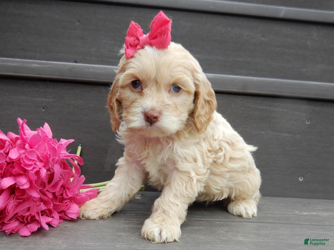 Cockapoo dogs for sale: Gracie - Ad 4