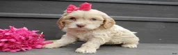 Cockapoo dogs for sale: Gracie - Ad 6