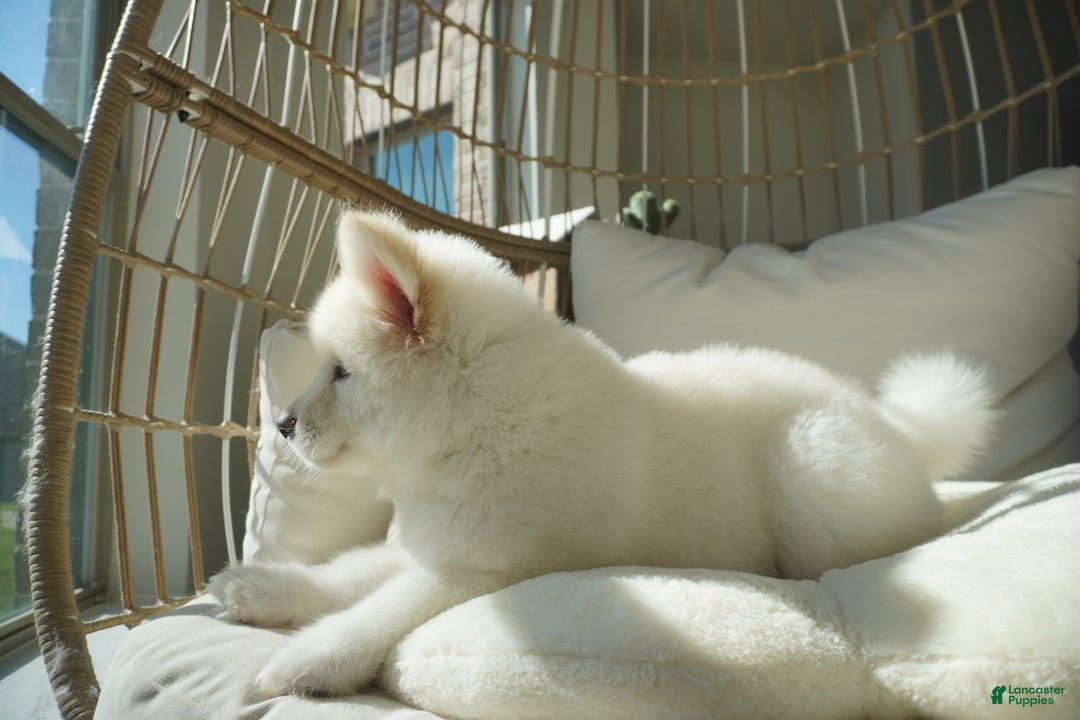 Alaskan Malamute dogs for sale: Nan Nan - Ad 7