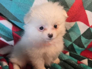 Mixed Breed dogs Dauna (Pom + Peke) - Ad 13