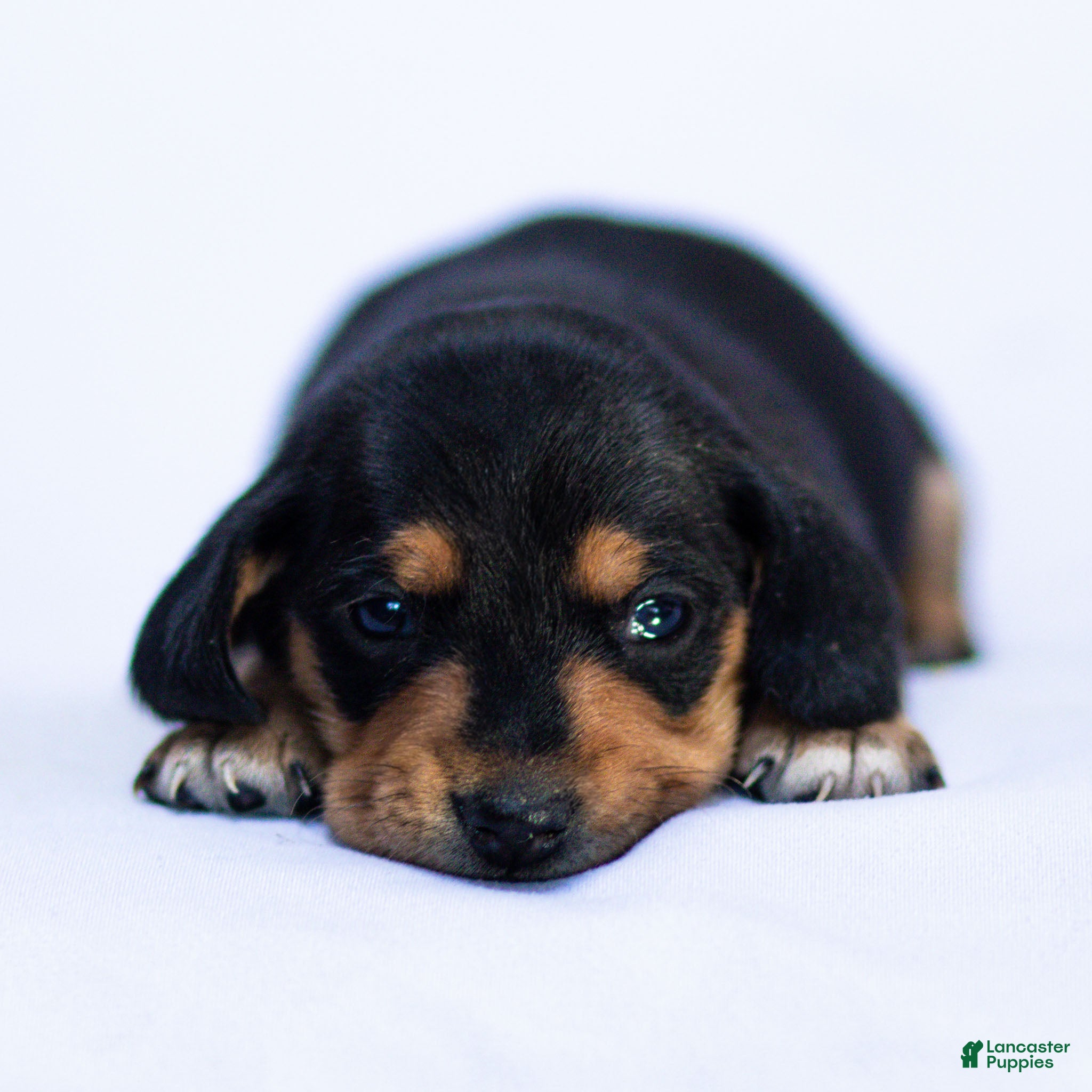 Miniature Dachshund dogs Louie Miniature Dachshund Puppy  - Ad 1