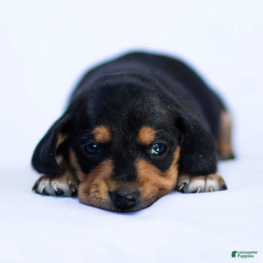 Miniature Dachshund dogs for sale: Louie Miniature Dachshund Puppy  - Ad 1