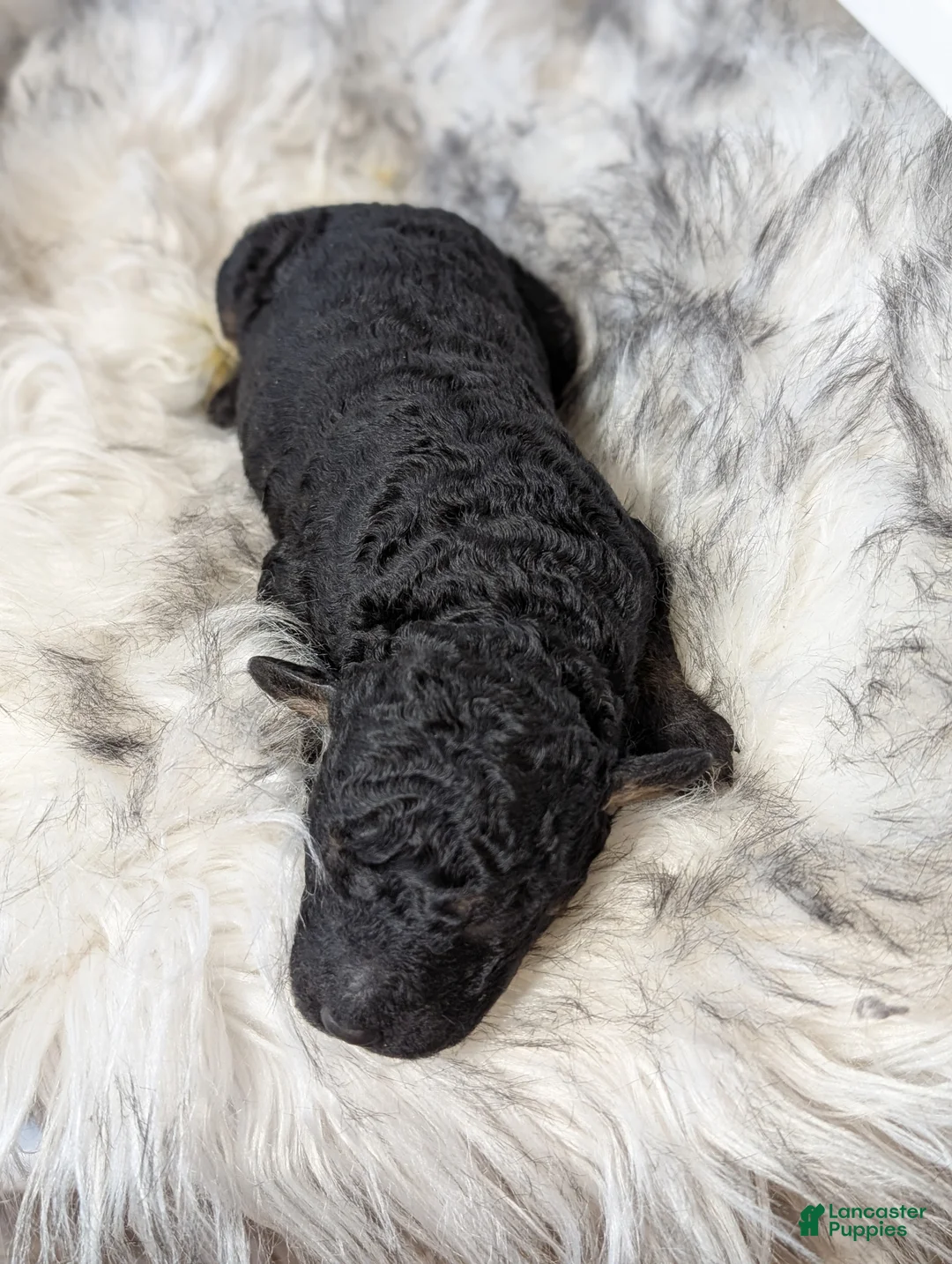 Mixed Breed dogs for sale: LIONHEART  - Ad 6