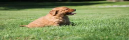 Golden Retriever dogs for sale: Georgie - Ad 6